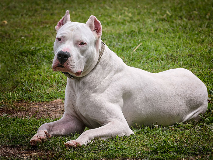 dogo argentino  Common Health Issues