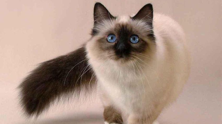 Balinese Cat Breed Appearance