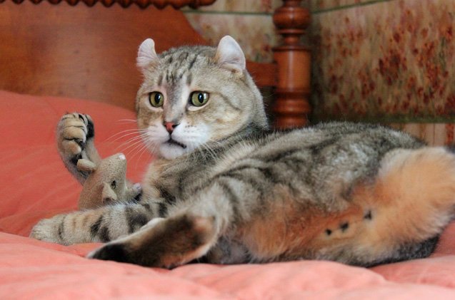 Highlander Cat Breed Personality