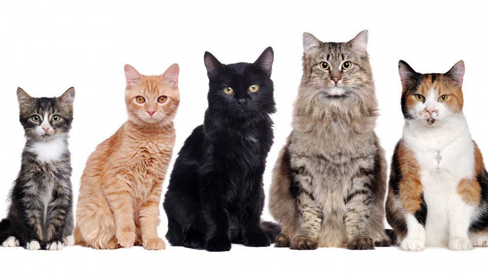 9 Types Of Cats – List of Cat Breeds