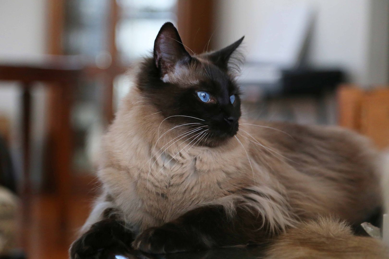 The Balinese Cat