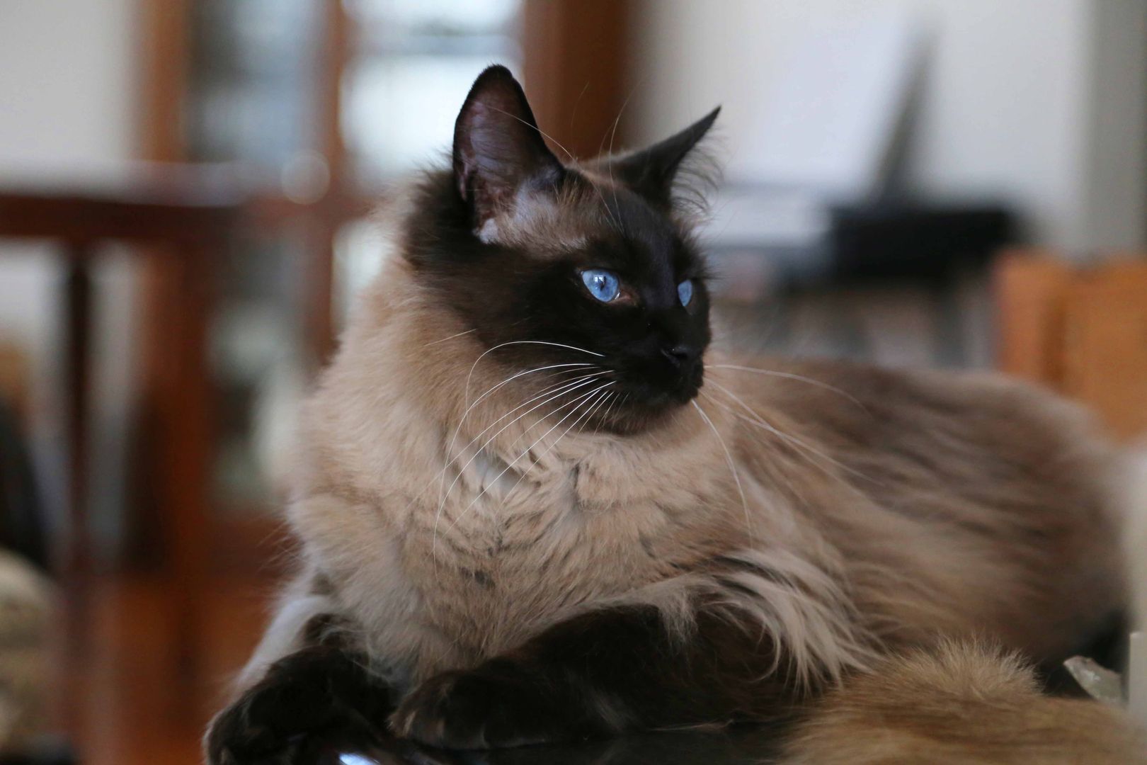 The Balinese Cat Breed – Information, History, & Characteristics