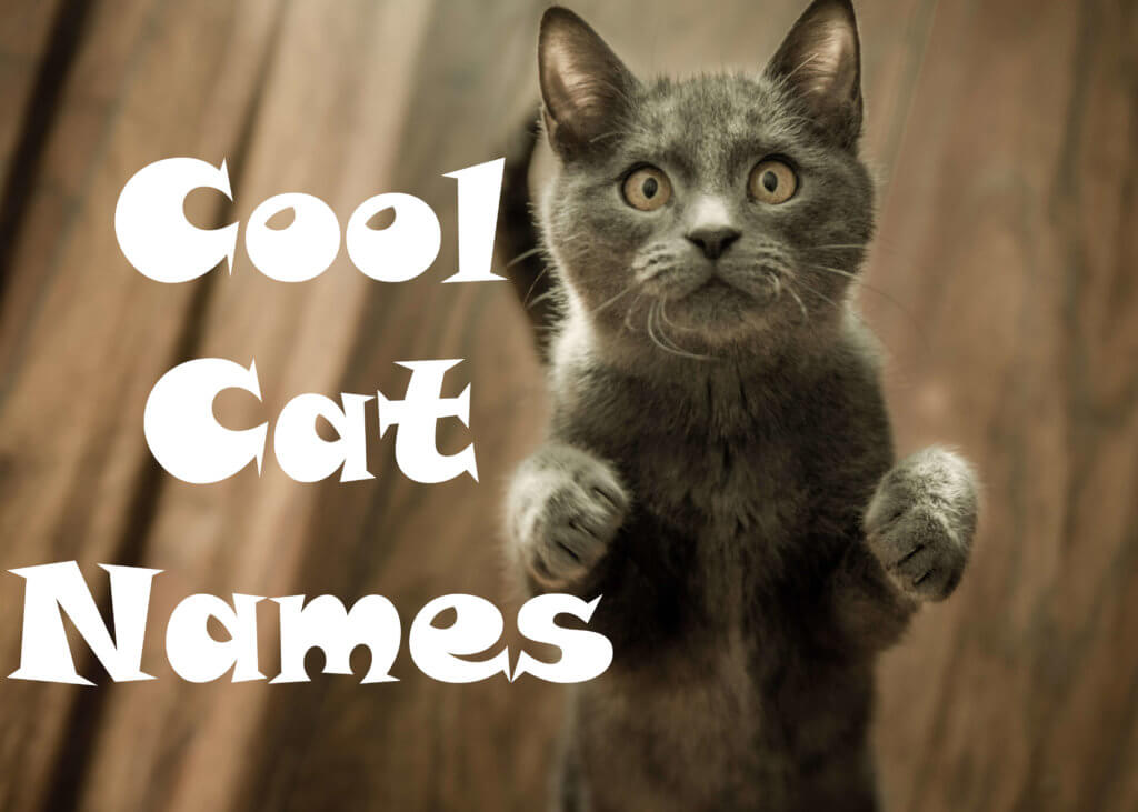The Best Cool Cat Names for Male And Female Cats
