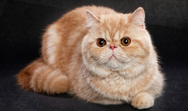 Exotic Cat Breed Personality