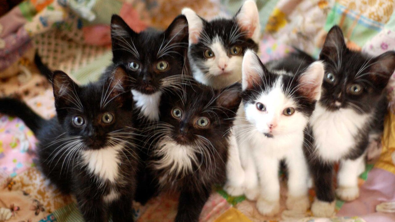 27 Common & Original REAL Cute Kitten Name Ideas