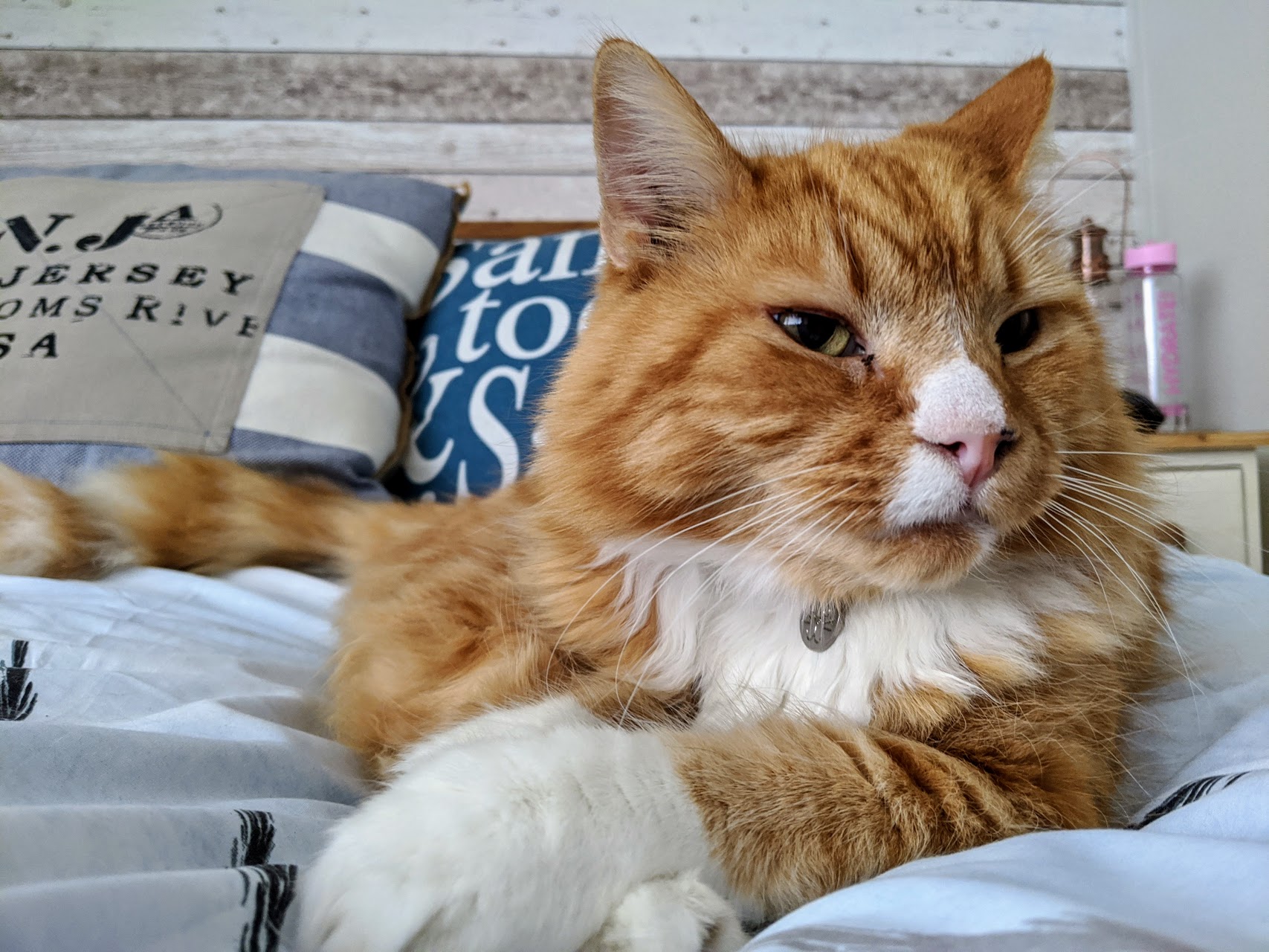 Best Orange Cat Names For Your Sweet Feline Best Orange Cat Names For Your Sweet Feline