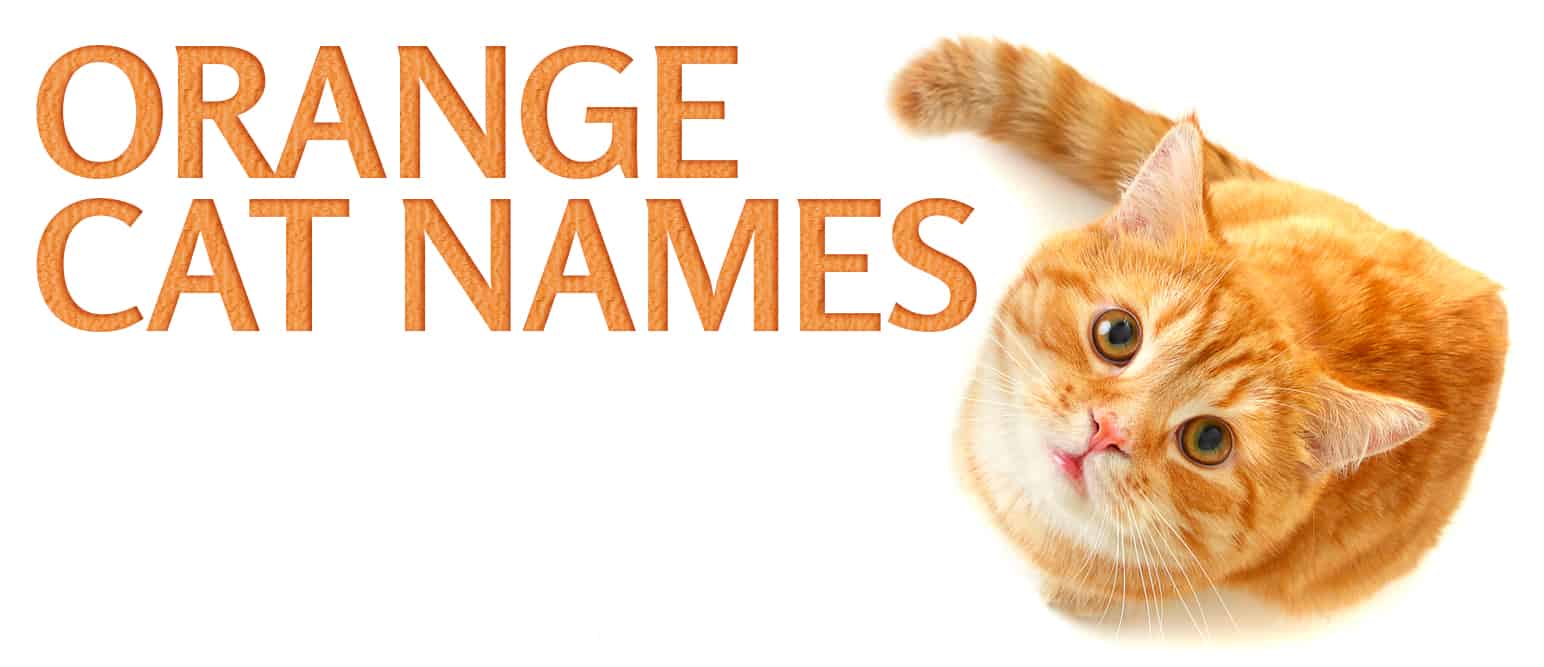 Best Orange Cat Names For All Ginger Felines