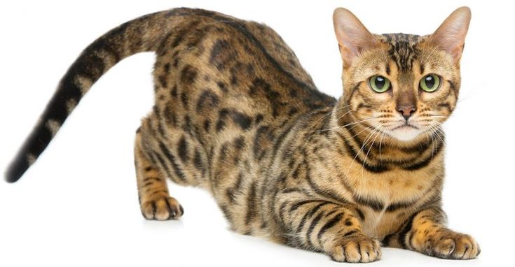 Bengal Cat Names