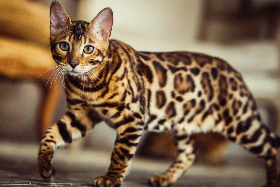 Bengal Cat Names 3