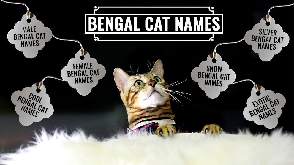 The Best Bengal Cat Names: Great Bengal Name Ideas