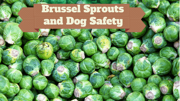 Can Dogs Eat Brussels Sprouts 2