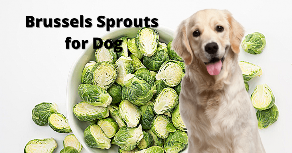 Can Dogs Eat Brussels Sprouts 3
