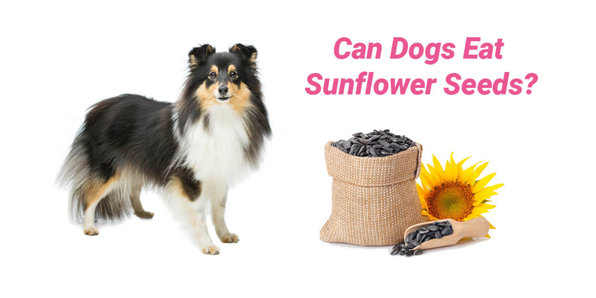 Can Dogs Eat Sunflower Seeds 2