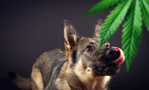 can a drug dog smell a vape