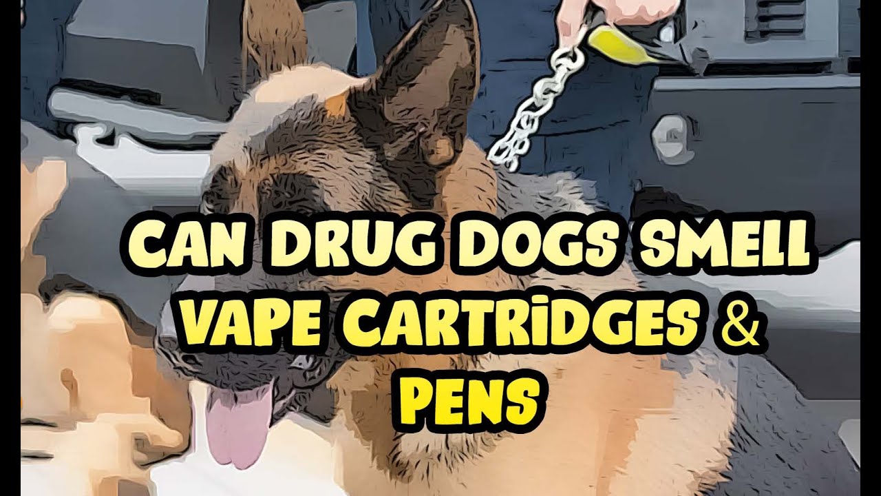 Can Drug Dogs Smell Vape