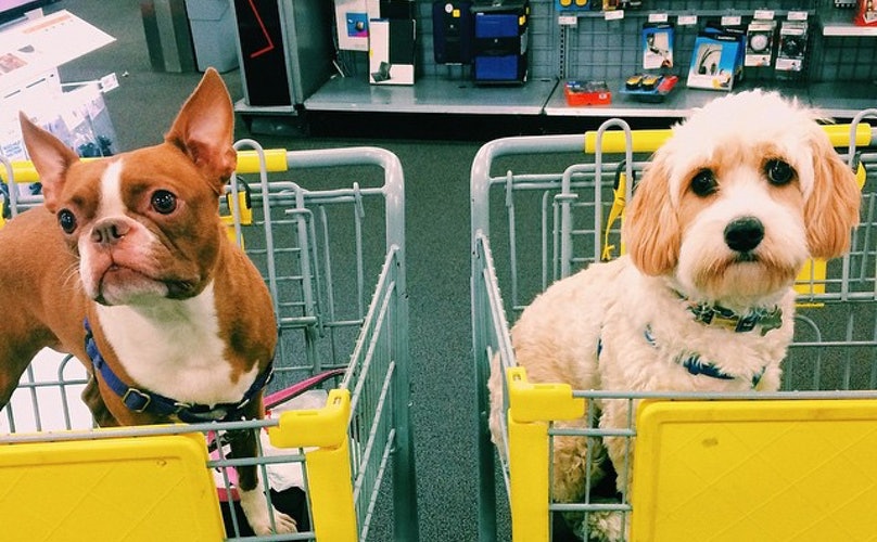 Can You Bring Your Dog In Menards