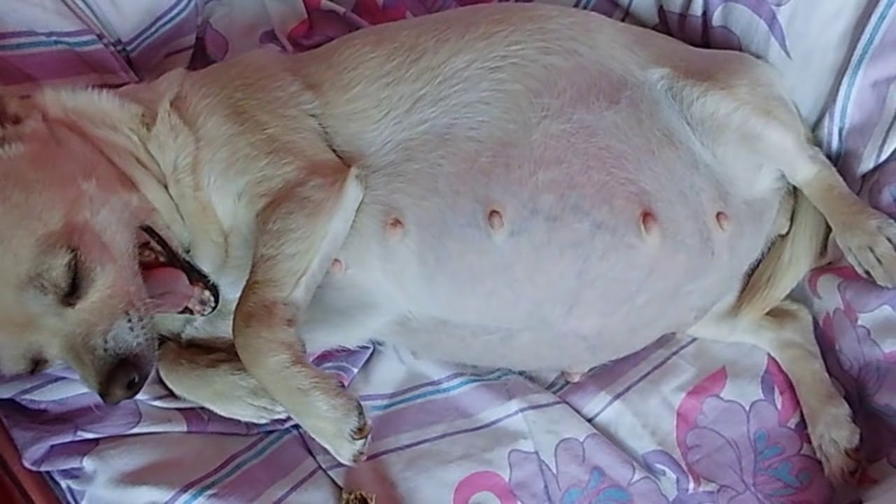 How Can You Tell If A Chihuahua is Pregnant 2