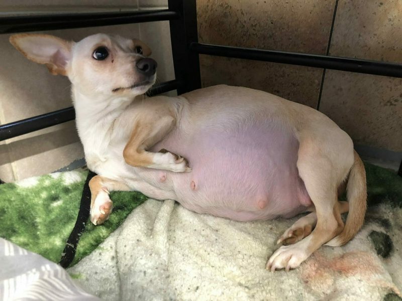 How Can You Tell If A Chihuahua is Pregnant