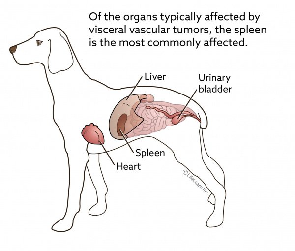 How Long Can A Dog Live Without A Spleen