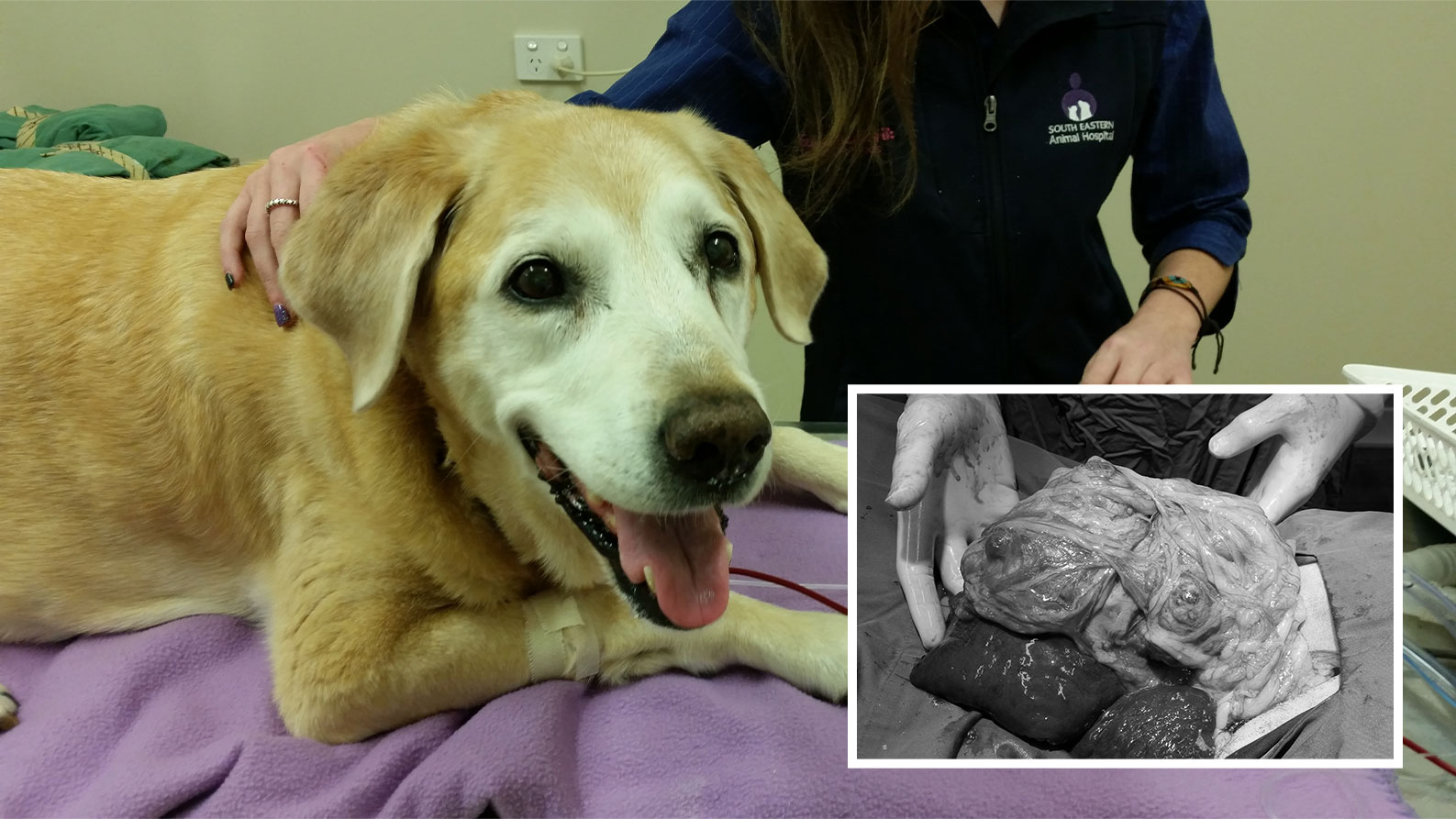 How Long Can A Dog Live With A Ruptured Spleen