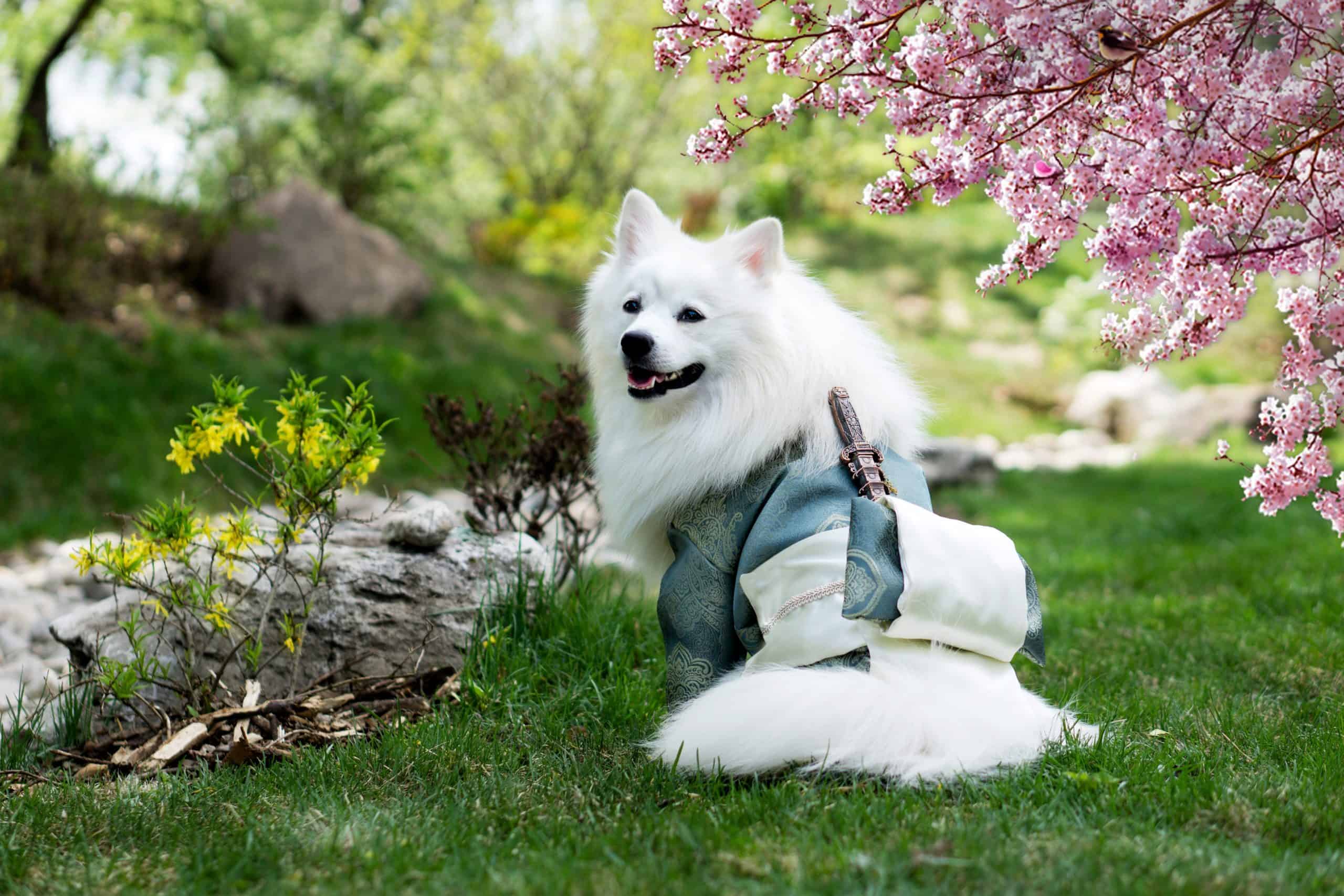 How Long Does It Take For A Dog To Poop After Eating