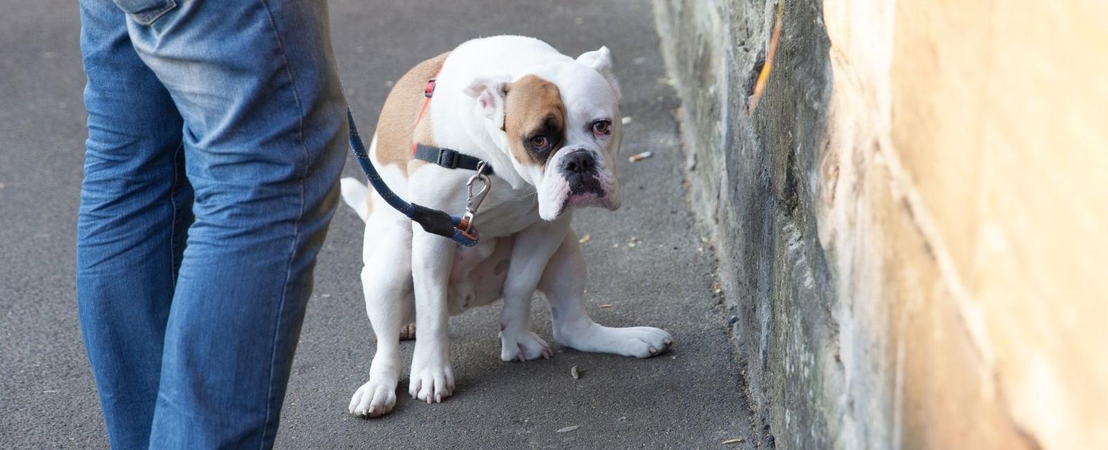 How Long Does It Take For A Dog To Poop After Eating 3