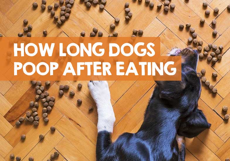 How Long Does It Take For A Dog To Poop After Eating