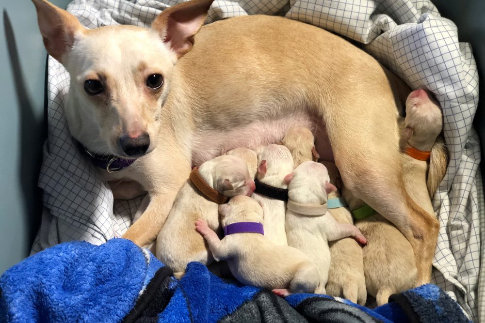 How Many Puppies Can A Chihuahua Have