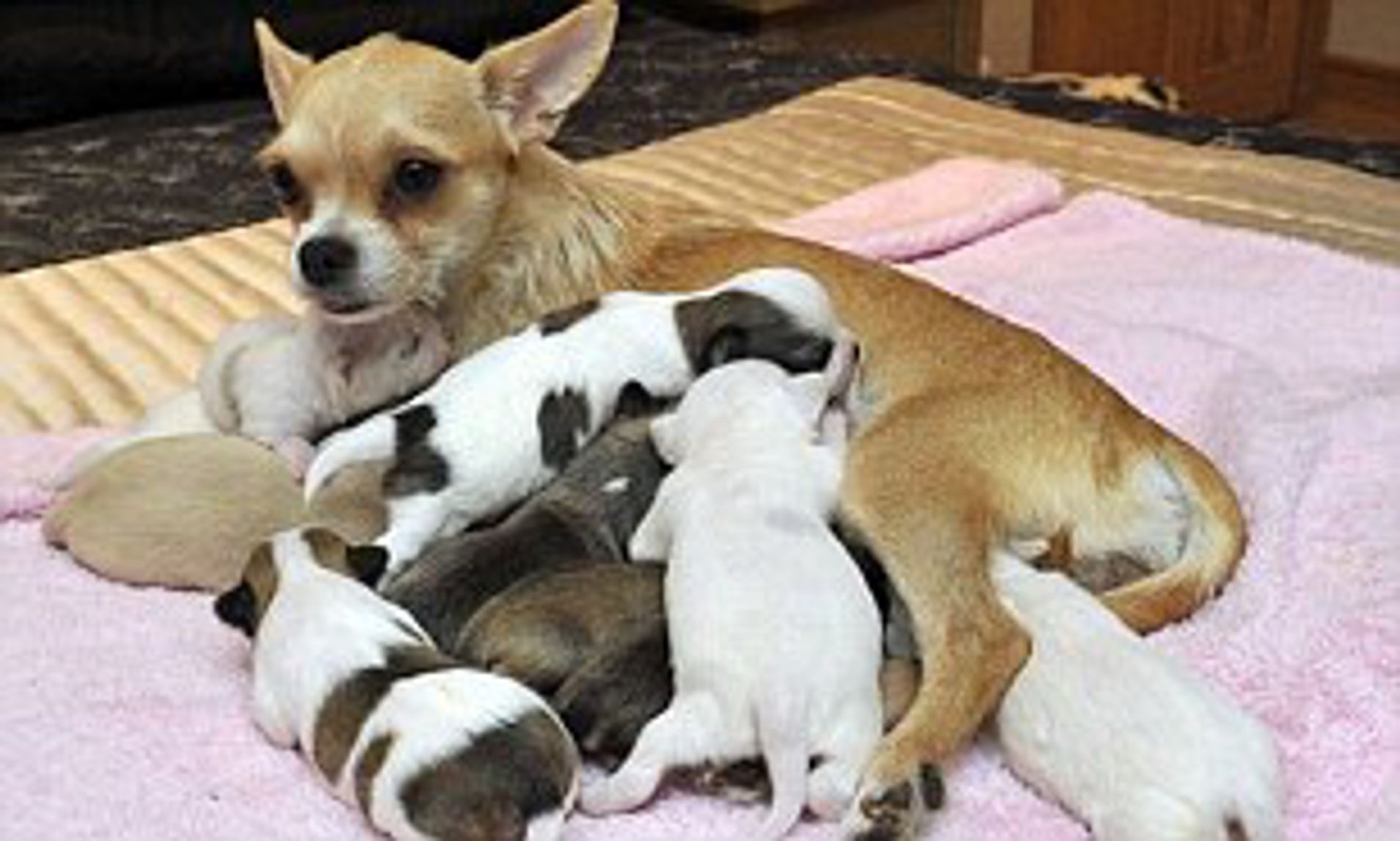 How Many Puppies Can A Chihuahua Have