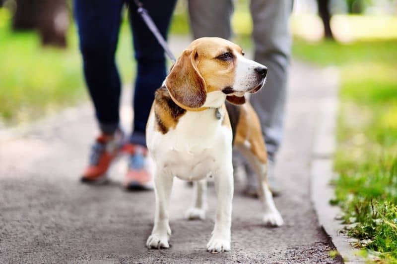 how-soon-can-i-walk-my-dog-after-neutering