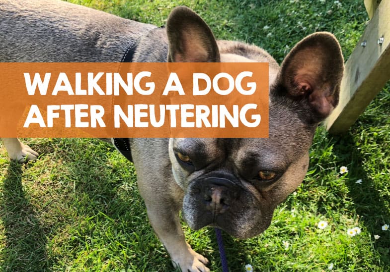How Soon Can I Walk My Dog After Neutering