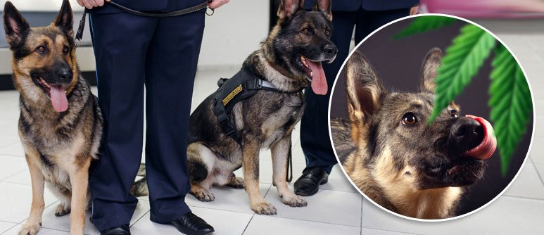 How To Conceal Drugs From A Sniffer Dog