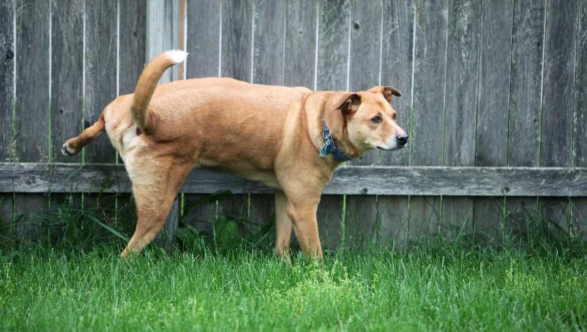 How To Stop Neighbors Dog From Peeing In My Yard