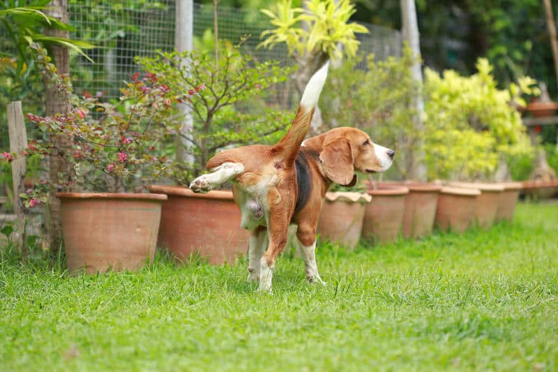 how to keep neighborhood dogs from peeing on plants