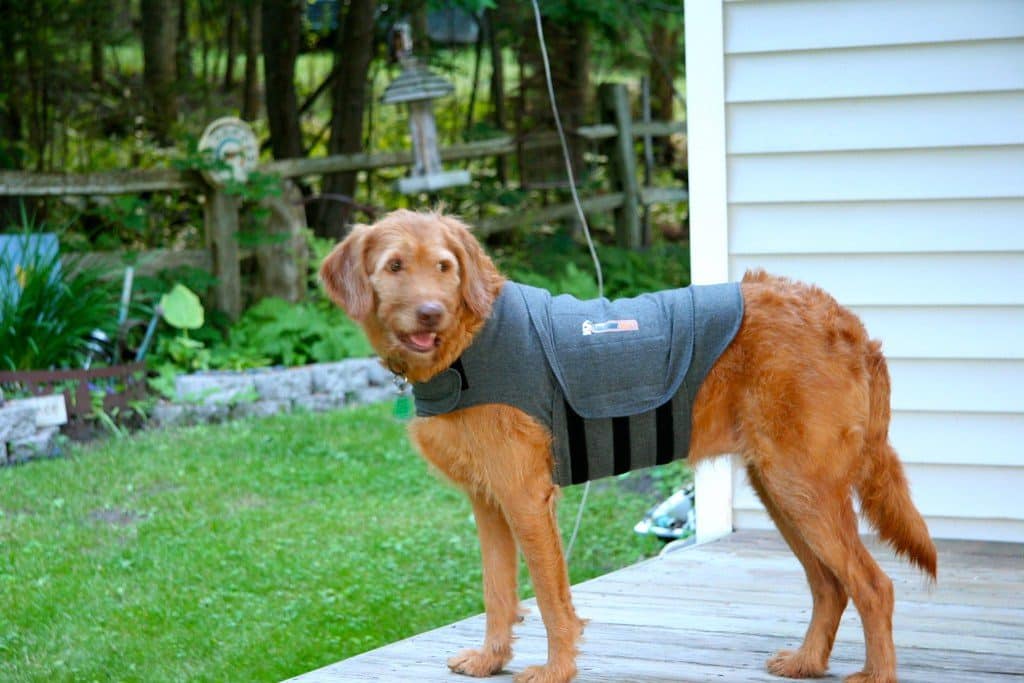 Thundershirt_Dog2.jpg