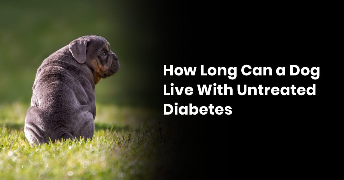 how long will a dog with diabetes live