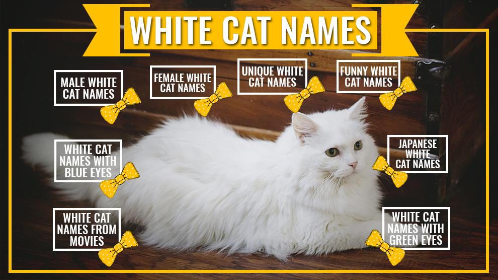 Wonderful Names For White Cats And Kittens                