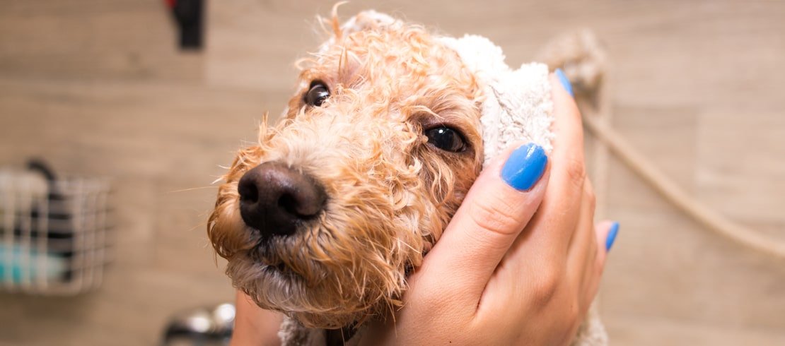 Why Does My Dog Rub His Face On Soap