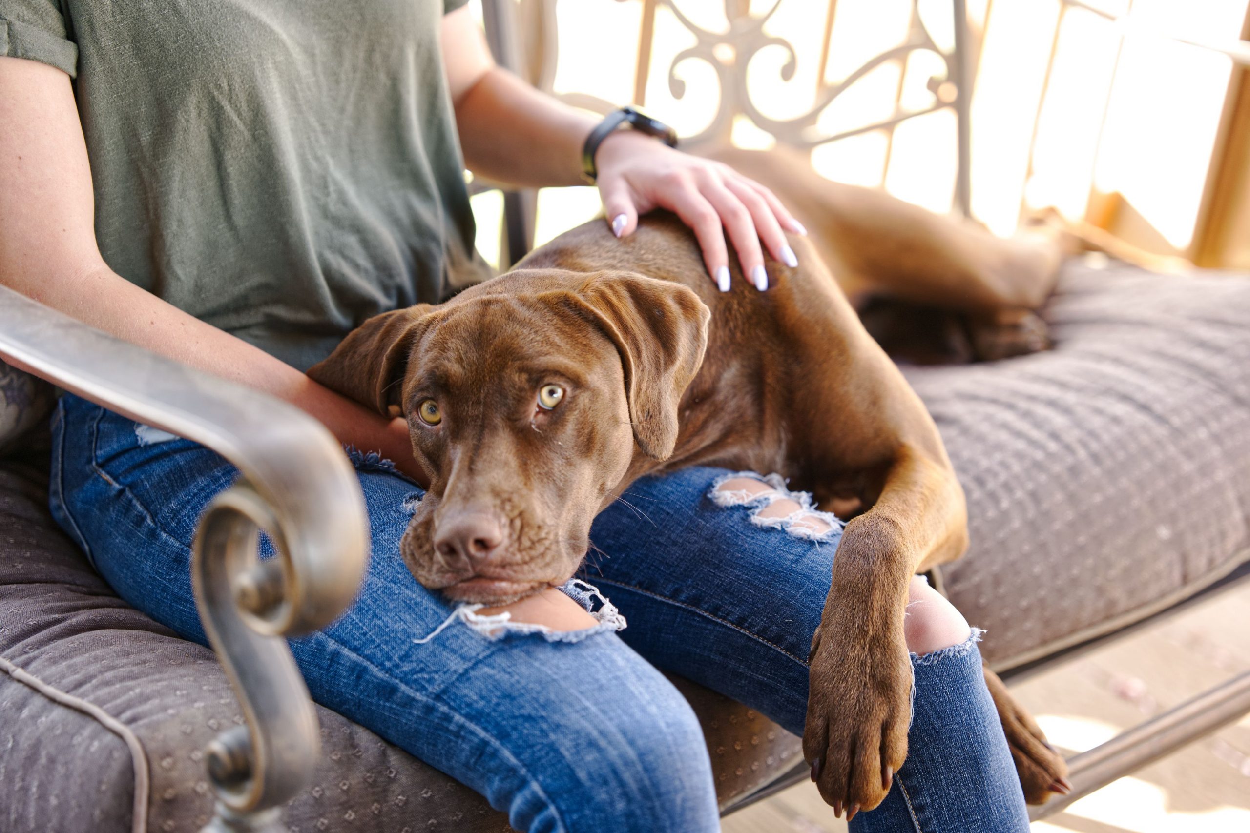 7 Reasons Why Does My Dog Sit In My Spot When I Get Up