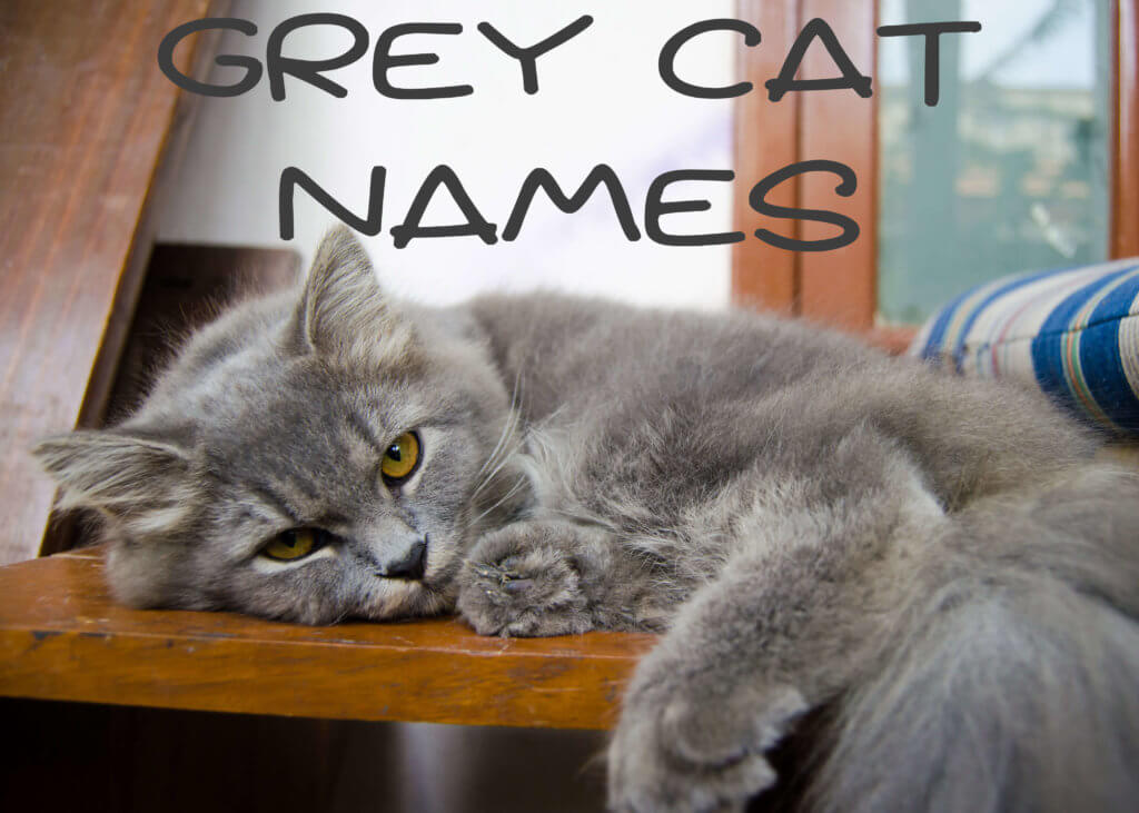 Top 10 Incredible Grey Cat Names That You Will Love