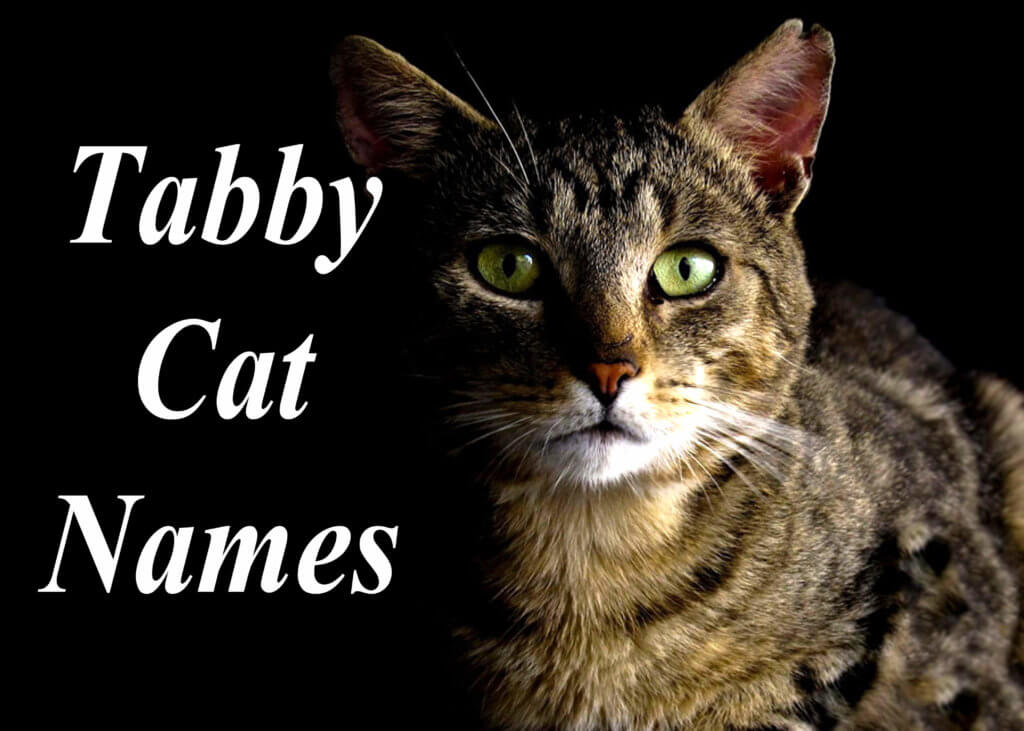 tabby cats names