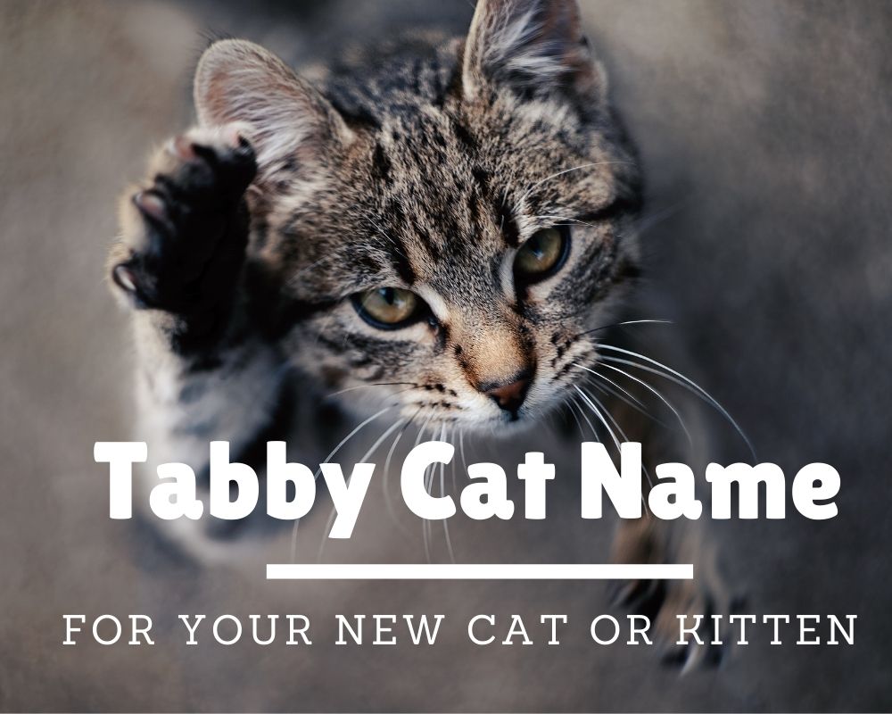 tabby cats names
