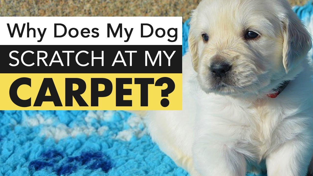 Why Is My Dog Scratching The Carpet? Pets Tutorial