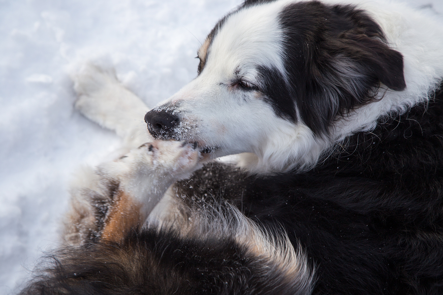 Why-Dogs-Chew-on-Their-Feet.jpg