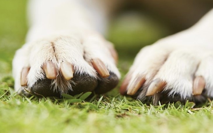 Why Is My Dog Biting His Nails Why Dogs Bite Their Nails