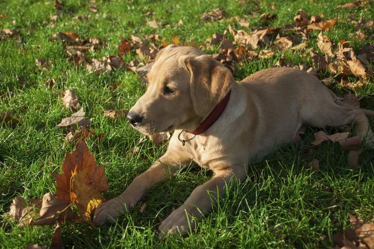 Why-Is-My-Dog-Eating-Leaves-2.jpg