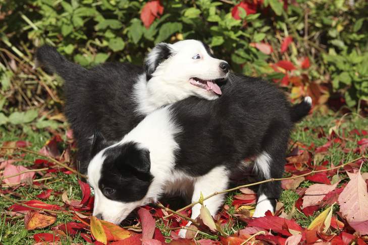 Why-Is-My-Dog-Eating-Leaves-3.jpg