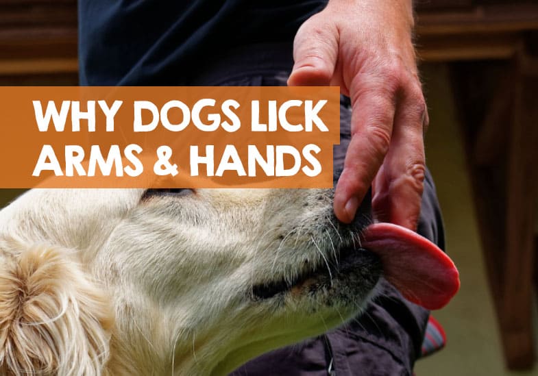 Why Is My Dog Licking My Hand? Pets Tutorial