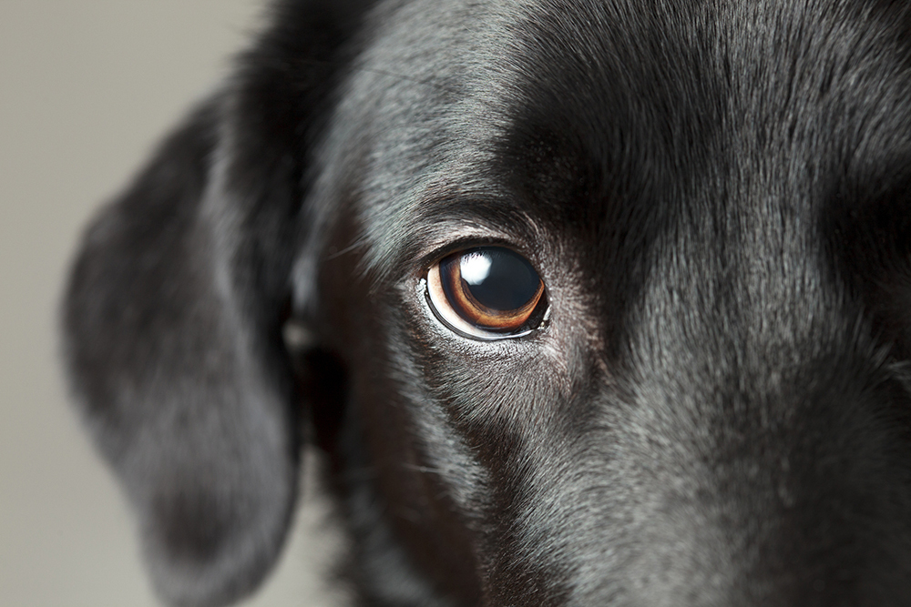 Why Is My Dog Losing Hair Around His Eyes?