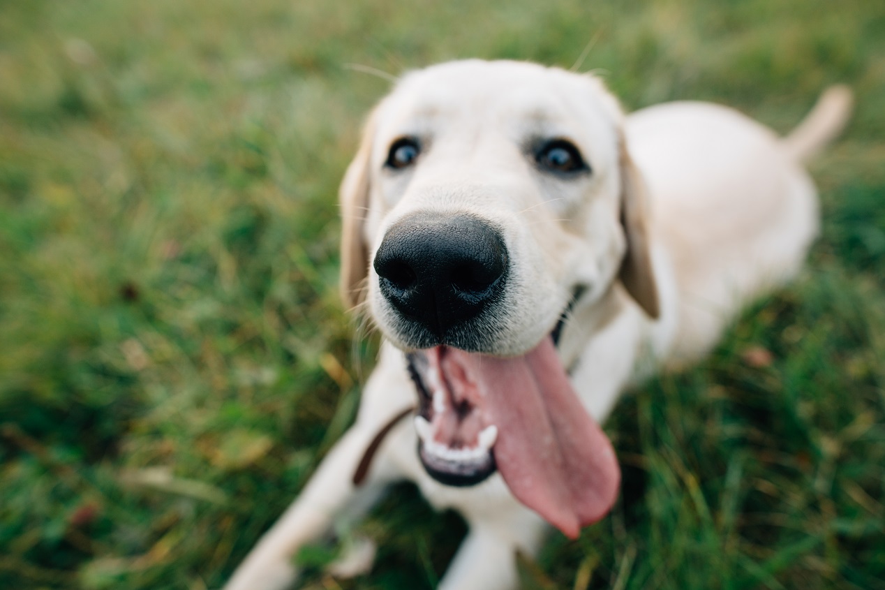 Why-Is-My-Dog-Nipping-At-Visitors-1.jpg